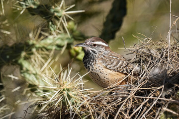 Cactus Wren - Arizona