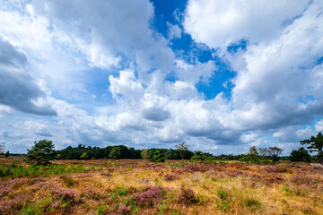 Tongerense heide