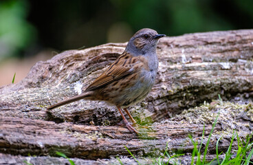Heggenmus - Hedge Sparrow