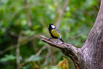 Koolmees - Great tit