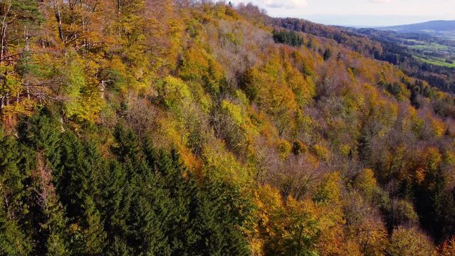 Aerial view of a beautiful autumn forest. Bright and colourful autumn trees on a sunny day. Top view from the air. Bird's-eye view with slow movement. 4K drohne shot.