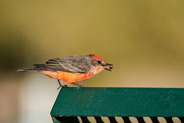 Vermillion Flycatcher - Arizona