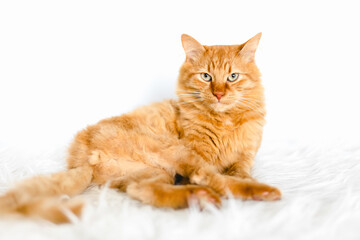 Naklejka premium Red kitten lies on white fur. White background
