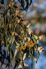 Monarch Butterflies migrate south throughout California in winter.