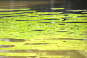 reflection of green plants in water. surface of the water reflecting the green of the plants. calm water.