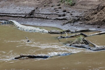 Closeup shot of a crocodile in the Mara River in the Masai Mara, Kenya