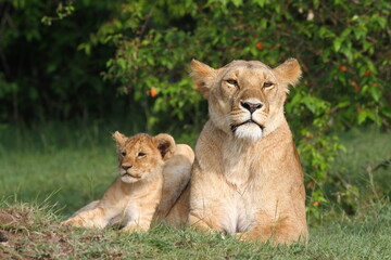 Plakat A cute lion cub leaning on his mother the lioness while both rest on green grass