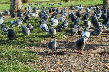 The big group of pigeons nesting on the ground under the trees in the city center. 