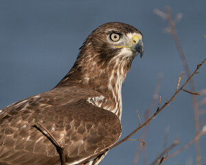 Juvenile Coopers Hawk