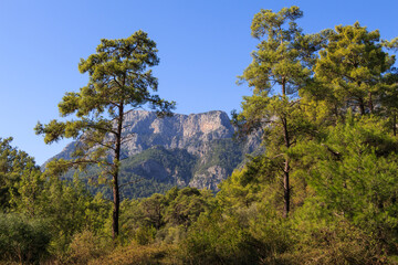 Pine trees in the forest against the backdrop of mountains