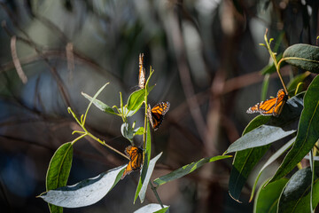 Monarch Butterflies migrate south throughout California in winter.