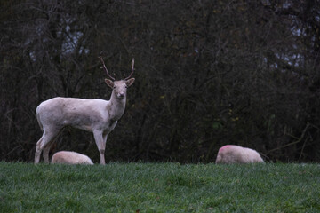 White stag deer in a field with sheep