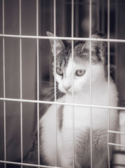 Small lovely cat kitten in a cage behind the fence