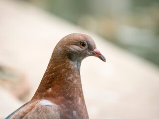 Close up detail portrait of a red feral pigeon (Columba livia domestica).