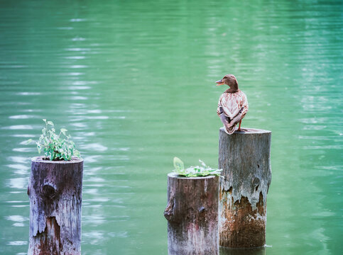 Female mallard wild duck sitting on a wooden stump above the water on a lake.