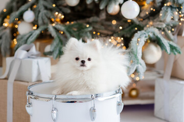 Cute Pomeranian dog on the background of a Christmas tree. Happy New Year, Christmas holidays