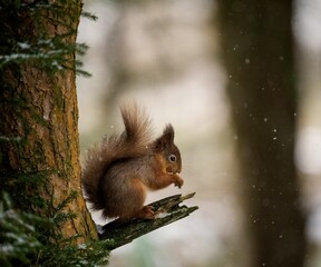 Closeup of a cute red squirrel sitting on a tree during the daytime