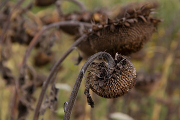 Ripe dried sunflowers on the field