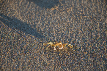 Species of crab known on the coast of Brazil as Maria Farinha.