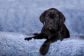 dog breed cane corso italiano