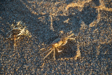 Species of crab known on the coast of Brazil as Maria Farinha.