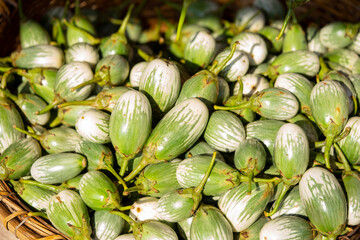 Group of green Thai eggplants pure and fresh.Thai eggplant background. Put up for sale in the market. selective focus.