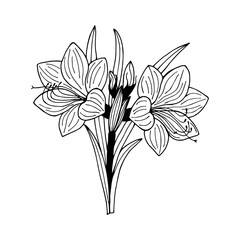 Hippeastrum flowers. Vector stock illustration eps10. Outline, isolate on white background. Hand drawn.