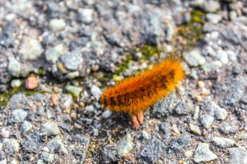 Big brown hairy fluffy caterpillar insect crawling on ground Germany.