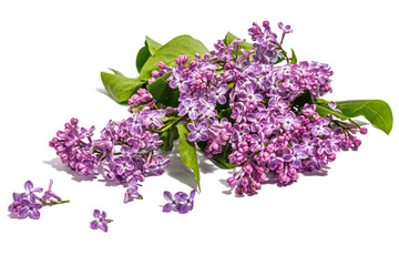 Lilac flowers bouquet isolated on a white background. Springtime concept, floral element