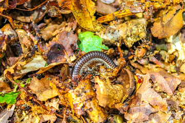 Obraz na płótnie Canvas Millipede insect hiding in autumn leaves in Germany.