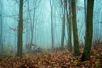 Obraz premium Foggy Dirt Road Beautiful Scene Misty dusk beech .Autumn landscape scenic view Atmospheric blue spooky Path orange foliage in fall Mystical fantasy Halloween woods birch Maple tree