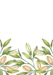 Fototapeta premium Oriental hybrid lilies. White and pink lily buds. Brochure design template. Watercolor hand-drawn A4 layout on white background.