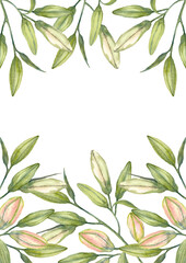 White and pink lily buds. Oriental lilies. Brochure design template. Watercolor hand-drawn A4 layout on white background.