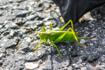 Huge big green grasshopper insect crawling on ground grass Germany.