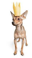 Crown king dog domestic animal mammal canine pet