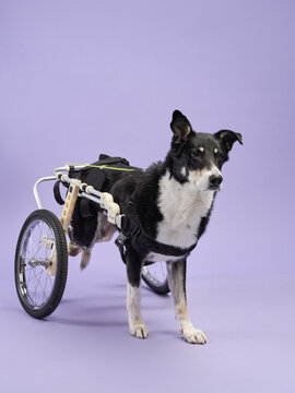 disabled dog on a purple background. black and white Mix of breeds in a wheelchair. Pet in the studio