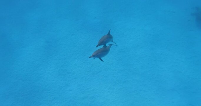Cute spinner dolphins swimming underwater.