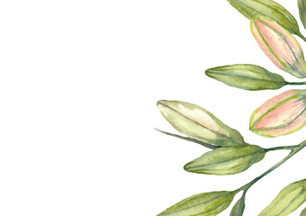 Pink Stargazer Lilies. Lily buds. Greeting card template. Watercolor illustration