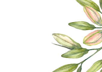 Pink Stargazer Lilies. Lily buds. Greeting card template. Watercolor illustration