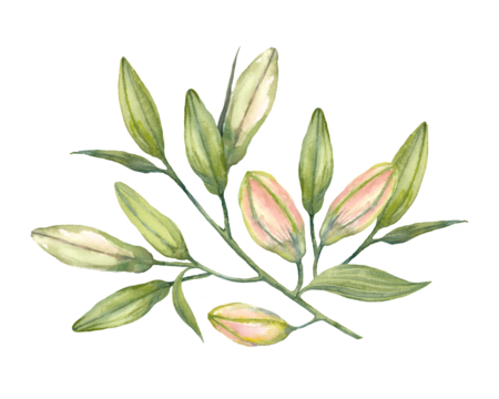 Pink Stargazer Lilies. Pink and white lily buds. Hand drawn watercolor bouquet. Artistic illustration on a white background.