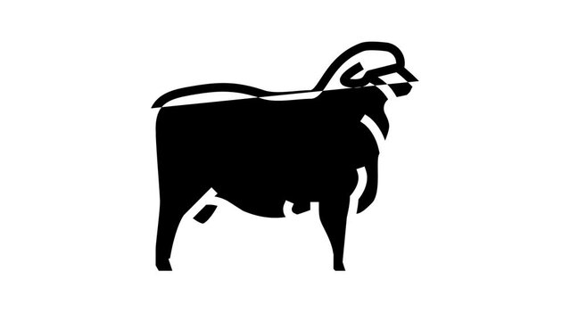 corriedale sheep line icon animation