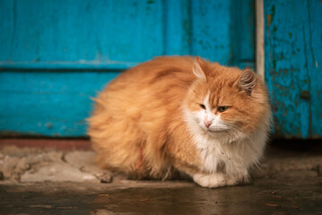 red Cat with kind green, blue eyes, Portrait cute red ginger kitten. happy adorable cat, Beautiful...