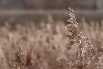 Phragmites australis pretty dried up common reed in autumn waving in the wind near the river dry...