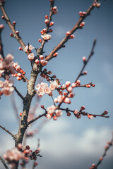 autumn blossom of a peach tree