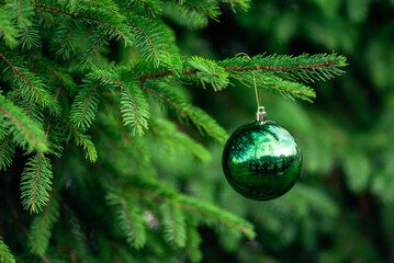 Christmas tree background Kid hand hangs decorating green Red ball  toy branch  Ornaments New Year celebration concept Copy space Beautiful holiday card postcard Preparing golden star outdoor.