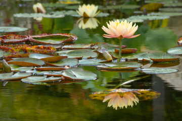 A pink water lily and its reflection on a pond