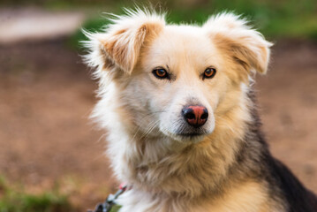 kokoni Aidi domestic atlas mountain dog white fur fluffy cute shepherd Closeup  portrait enjoying outdoors  beautiful day.