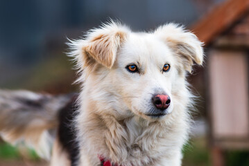 kokoni Aidi domestic atlas mountain dog white fur fluffy cute shepherd Closeup  portrait enjoying...