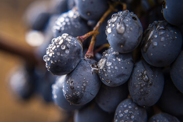 Close-up, berries of dark ripe bunch of grape in low light isolated on black background, water...
