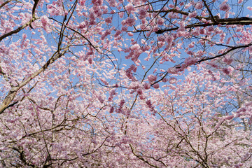 Fototapeta premium Spring. The tree blossomed with flowers.